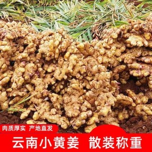 云南農產品小黃姜 生姜月子姜仔姜單柄50g-150g新姜