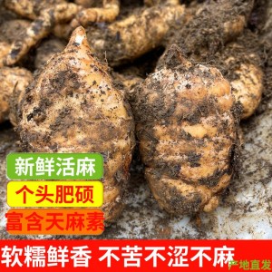 順豐】云南昭通新鮮烏天麻3斤小草壩仿野生種植特級藥材禮盒現挖