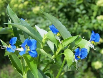 藍花草怎么種植方法和條件